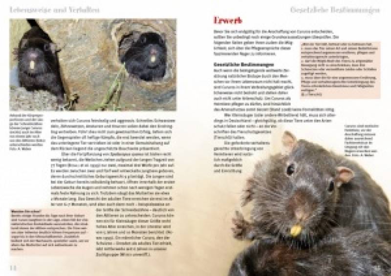 Preview: Der Cururo